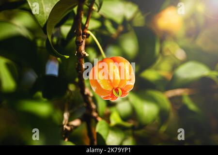 Pitanga, Frucht der Pitangueira, dicotyledonous der myrtaceae Familie. Es hat die Form von kugelförmigen und fleischigen Kugeln, reich an Vitamin C Stockfoto