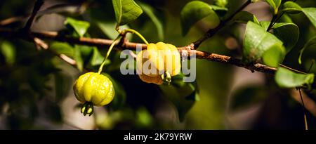 Pitanga, Frucht der Pitangueira, dicotyledonous der myrtaceae Familie. Es hat die Form von kugelförmigen und fleischigen Kugeln, reich an Vitamin C Stockfoto