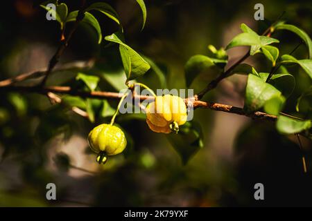 Pitanga, Frucht der Pitangueira, dicotyledonous der myrtaceae Familie. Es hat die Form von kugelförmigen und fleischigen Kugeln, reich an Vitamin C Stockfoto