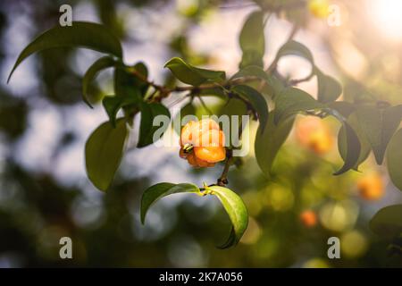 Pitanga, Frucht der Pitangueira, dicotyledonous der myrtaceae Familie. Exotische Früchte, in Form von kugelförmigen und fleischigen Kugeln, reich an Vitamin C, Braz Stockfoto