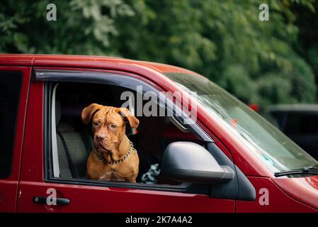 Der Hund steckte seinen Kopf aus dem Autofenster Stockfoto