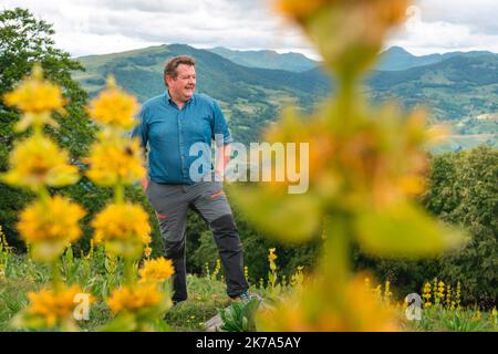 2020/07/04. Rodung von Enzianwurzeln im Zentrum Frankreichs. Stockfoto