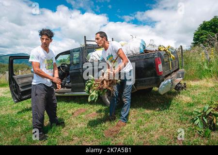 2020/07/04. Rodung von Enzianwurzeln im Zentrum Frankreichs. Stockfoto