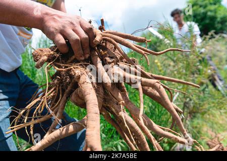 2020/07/04. Rodung von Enzianwurzeln im Zentrum Frankreichs. Stockfoto