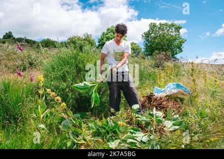 2020/07/04. Rodung von Enzianwurzeln im Zentrum Frankreichs. Stockfoto