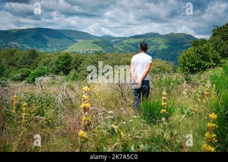 2020/07/04. Rodung von Enzianwurzeln im Zentrum Frankreichs. Stockfoto