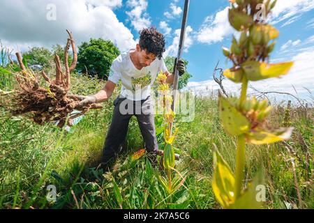 2020/07/04. Rodung von Enzianwurzeln im Zentrum Frankreichs. Stockfoto