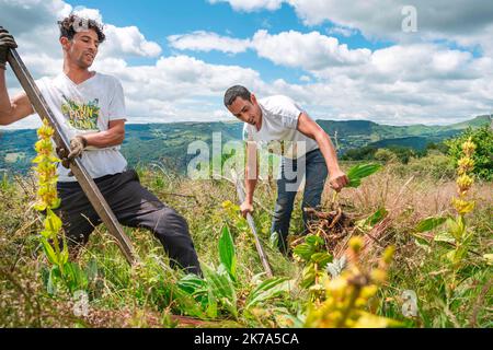 2020/07/04. Rodung von Enzianwurzeln im Zentrum Frankreichs. Stockfoto