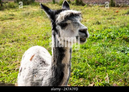 Ein Blick auf verschiedene Gesichter von Alpakas Stockfoto