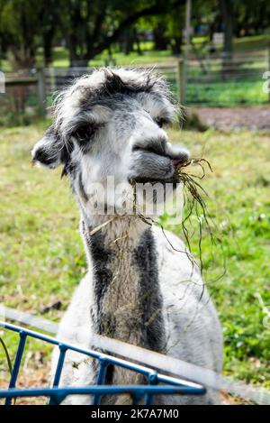 Ein Blick auf verschiedene Gesichter von Alpakas Stockfoto