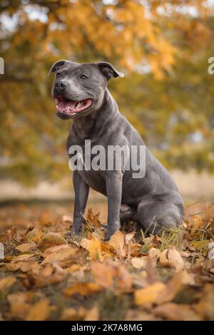 Vertikales Porträt von Blue Staffy im Autumn Park. Lächelndes Englisch Staffordshire Bull Terrier sitzt auf bunt gefallenen Blättern. Stockfoto