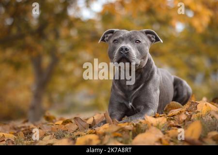 Herbstporträt von Blue Staffy in gefallenen Blättern. Geringe Tiefenschärfe des englischen Staffordshire Bull Terrier-Hundes, der im Oktober in der Natur liegt. Stockfoto