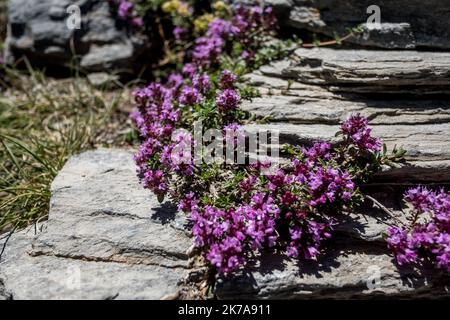 ©Michael Bunel / Le Pictorium/MAXPPP - Michael Bunel / Le Pictorium - 09/07/2020 - Frankreich / Provence-Alpes-Cote d'Azur - Thymus vulgaris, thym commun. Pour la deuxieme annee consecutive, je suis le parcours de deux jeunes parisiens, christopher et Edouard sur le GR5. ILS ont sont repartys de Modane ou ils etaient arrives l'annee derniere pour se rendre jusqu'a Saint Paul sur Ubaye. UN parcours d'une centaine de kilometres entre Savoie et Hautes Alpes / 09/07/2020 - Frankreich / Provence-Alpes-Cote d'Azur - Thymus vulgaris, gewöhnlicher Thymian. Im zweiten Jahr in Folge Folge Folge Folge ich dem Weg zweier euch Stockfoto