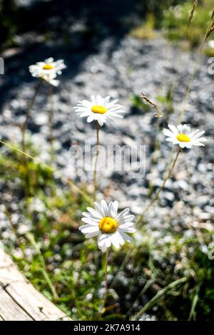 ©Michael Bunel / Le Pictorium/MAXPPP - Michael Bunel / Le Pictorium - 09/07/2020 - Frankreich / Provence-Alpes-Cote d'Azur - Illustration Fleur. Felicia aethiopica Blume. Pour la deuxieme annee consecutive, je suis le parcours de deux jeunes parisiens, christopher et Edouard sur le GR5. ILS ont sont repartys de Modane ou ils etaient arrives l'annee derniere pour se rendre jusqu'a Saint Paul sur Ubaye. UN parcours d'une centaine de kilometres entre Savoie et Hautes Alpes / 09/07/2020 - Frankreich / Provence-Alpes-Cote d'Azur - Blumendarstellung. Felicia aethiopica Blume. Zum zweiten Mal in Folge Stockfoto