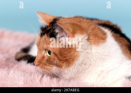 Die dreifarbige Katze liegt ruhig auf einem flauschigen pinken Wurf. Aufnahme im Studio, Porträt einer Katze auf blauem Hintergrund, Nahaufnahme Stockfoto