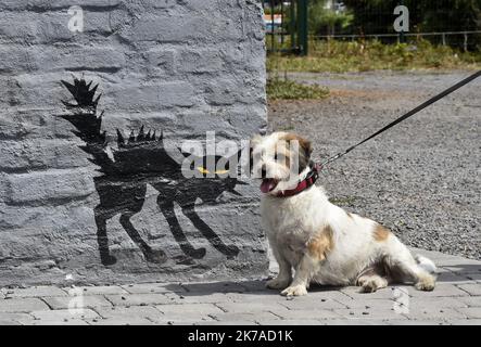 ©PHOTOPQR/VOIX DU Nord/Sebastien JARRY ; 03/08/2020 ; Marc en Baroeul le 03/08/2020 . Betrachten Sie Chien et Chat. In Marcq en Baroeul (Nordfrankreich) ein Gesicht zu Gesicht zwischen einer Street-Art-Katze und einem Hund Stockfoto