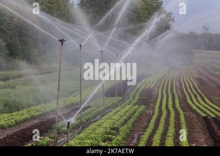 ©PHOTOPQR/LE REPUBLICAIN LORRAIN/Pierre HECKLER ; Thionville ; 13/08/2020 ; Illustration secheresse et agriculture - agriculture, Bewässerung Stockfoto