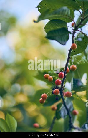 Kirschen wachsen im warmen Frühlingstag. Hochwertige Fotos Stockfoto