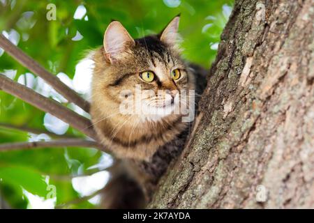 Nahaufnahme der schönen grauen Katze, die auf einem Ast sitzt Stockfoto