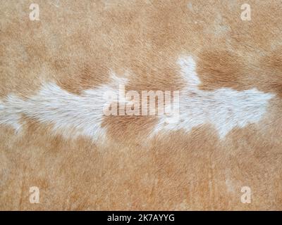 Nahaufnahme von braunem und weißem Kuhhaar Stockfoto