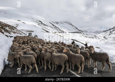 ©PHOTOPQR/LE DAUPHINE/Thierry GUILLOT ; Saint-Colomban-des-Villards ; 28/09/2020 ; Foto: Thierry Guillot. 28 Septembre 2020 . Savoie. Saint Colomban-des-Villards. 6000 Moutons et plus de 100 vaches bloqués par la neige en alpage au col du Glandon. Le troupeau de Jean-Luc Tavan sur la Route entre le coldu Glandon et le col de la Croix de Fer . - Frankreich Savoie. Saint Colomban-des-Villards. 6.000 Schafe und mehr als 100 Kühe strandeten im Schnee auf den Almen am Col du Glandon sept 28 2020 Stockfoto