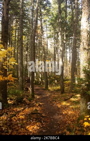 Zeeland-Wanderweg in den White Mountains von New Hampshire, im schönen New England. Stockfoto