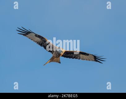 Ein roter Drachen Milvus milvus auf der Jagd auf einen Flugplatz von North norfolk auf der Suche nach Beute. Stockfoto