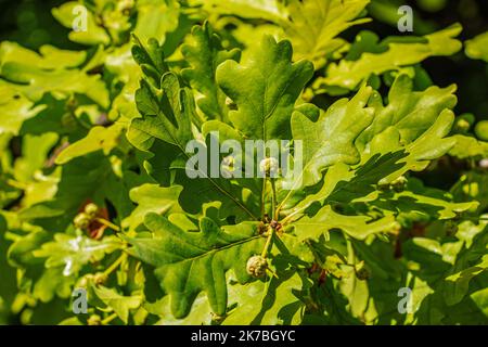 Sehr kleine junge Eicheln wachsen auf einem Ast. Die Frucht des Quercus robur Pendula. Stockfoto