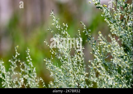 Botanische Sammlung, Blätter und Beeren von Silberhügel Artemisia absinthum Heilpflanze im Sommer Stockfoto