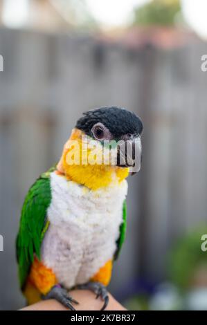 Kleiner farbenfroher australischer Loripapagei, der draußen auf der Hand sitzt Stockfoto