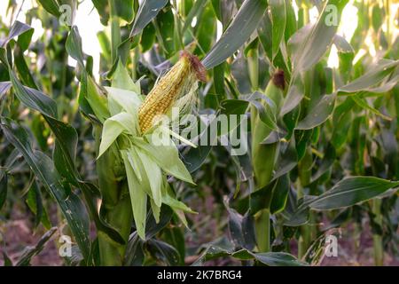 Maisanbau in der argentinischen Landschaft Stockfoto