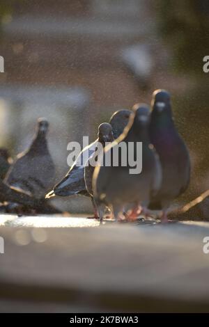 Eine Gruppe von Tauben auf der Suche nach dem besten Ort, um etwas Wasser aus dem nahe gelegenen Brunnen zu trinken Stockfoto