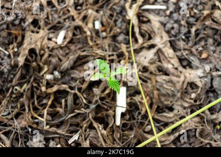 Der Anbau einer kleinen Pflanze aus Industriehanf, eine kleine Cannabispflanze wurde eingereicht Stockfoto