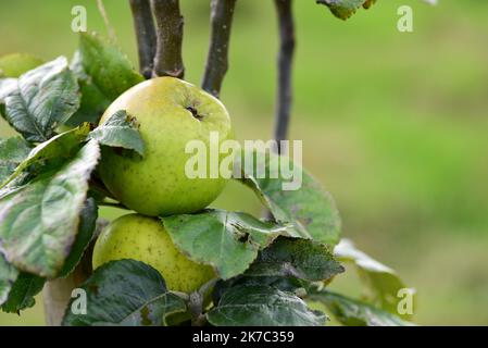 Grüne Äpfel, die in einem Gemeinschaftsgarten wachsen Stockfoto