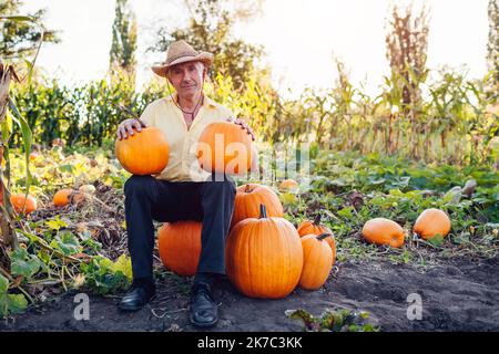 Seniorbauer pflückte bei Sonnenuntergang im Herbstfeld Kürbisse. Arbeiter sitzt auf einem Haufen Gemüse im Garten. Mann stolz auf Herbsternte Stockfoto