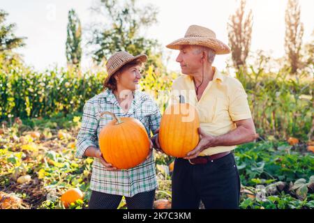 Ein Familienpaar älterer Bauern pflücken im Herbstfeld bei Sonnenuntergang Kürbisse. Glücklicher Mann und Frau ernten frisches Bio-Gemüse im Herbstgarten. Stockfoto