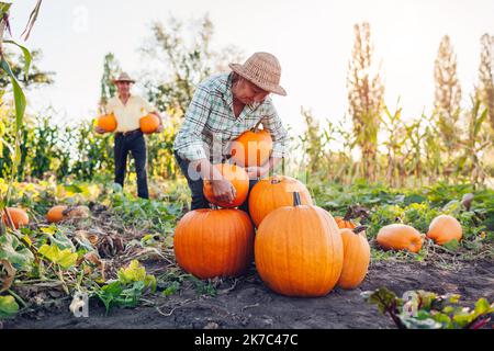 Ein Familienpaar älterer Bauern pflücken bei Sonnenuntergang im Herbstfeld Kürbisse. Frau legt frisches Bio-Gemüse auf Stapel. Herbsternte Stockfoto