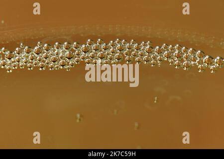 ©PHOTOPQR/L'EST REPUBLICAIN/ALEXANDRE MARCHI ; VINCELLES ; 19/06/2020 ; MAISON DE CHAMPAGNE PIOT SEVILLANO - VIGNERON INDEPENDANT. Vincelles 19 juin 2020. Des bulles de Champagne dans un verre. FOTO Alexandre MARCHI. Stockfoto