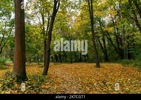 Naturpark mit vielen Bäumen im Herbst, Blätter fallen auf den Boden Stockfoto