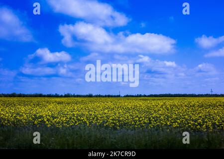 ©Michael Bunel / Le Pictorium/MAXPPP - Michael Bunel / Le Pictorium - 10/05/2014 - Ukraine / Donbass / Odessa - Sur la Route entre Odessa et Donetsk. Les champs de ble et le ciel bleu sont a l'origine des couleurs du drapeau Ukraine. . Apres la Revolution de l'Euromaidan a l'hiver 2013 a Kiew, puis l'annexion de la Crimee en Mars par la Russie, c'est au Tour de l'Oblast du Donbass dans l'est de l'Ukraine de sombrer dans un Chaos opposant le nouveau gouvernement de Kiew et les separatistes pro-russes. 10 Mai 2014. Odessa. Ukraine. / 10/05/2014 - Ukraine / Donbass / Odessa - unterwegs Stockfoto