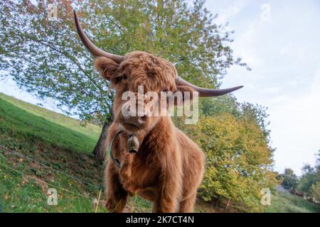 Die Rasse der Highlanad-Rinder ist für ihre Rustizität und ihre Widerstandsfähigkeit gegen extreme Umweltbedingungen bekannt Stockfoto