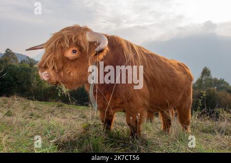 Die Rasse der Highlanad-Rinder ist für ihre Rustizität und ihre Widerstandsfähigkeit gegen extreme Umweltbedingungen bekannt Stockfoto