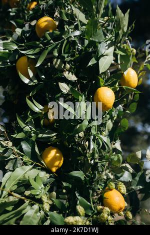 Zeremonienbereich. Hochzeitsbogen. Ein bedeutender Sommertag. Stockfoto