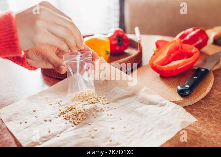 Der Gärtner bringt gerettete Samen aus Paprika in eine Zip-Pack zu Hause. Anbau von rot-gelben Gemüse in der nächsten Saison. Fortführung Stockfoto