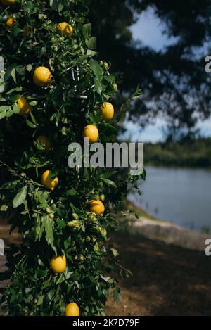 Zeremonienbereich. Hochzeitsbogen. Ein bedeutender Sommertag. Stockfoto