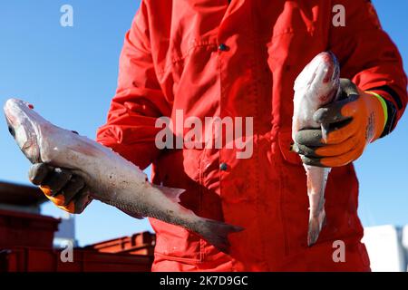 ©PHOTOPQR/VOIX DU Nord/Johan BEN AZZOUZ ; 23/04/2021 ; Boulogne-sur-mer, le 23 avril 2021. après la mobilization de cette nuit, nouvelle Action des pêcheurs boulonnais avec la vente de Bars à prix d'ami sur le quai Gambetta ce matin. Les pêcheurs dénoncent le manque de licenses octroyées par les autorités britanniques depuis le brexit. FOTO JOHAN BEN AZZOUZ LA VOIX DU Nord - Boulogne sur mer, Frankreich, 23. 2021. april nach der Mobilisierung der Nacht, neue Aktion der Boulogne Fischer mit dem Verkauf von Bars zu günstigen Preisen auf dem Gambetta Kai heute Morgen. Die Fischer prangern das Fehlen an Stockfoto