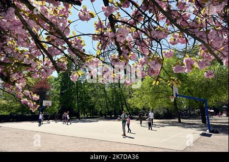 ©PHOTOPQR/L'EST REPUBLICAIN/ALEXANDRE MARCHI ; NANCY ; 25/04/2021 ; METEOROLOGIE - METEO - PRINTEMPS - BEAU TEMPS - CHALEUR - ACTIVITE DE PLEIN LUFT - KORBBALL - CRISE SANITAIRE. Parc Sainte-Marie, Nancy 25 April 2021. Des jeunes jouent au basket-Ball près des arbres en fleurs. FOTO Alexandre MARCHI. - 2021/04/25. Frühlingswetter in dieser Woche Stockfoto