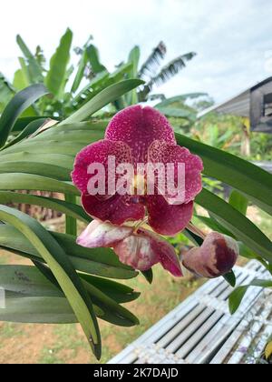 Selektiver Fokus der schönen roten Vanda Orchideenblumen im Garten auf unscharfem Hintergrund. Stockfoto