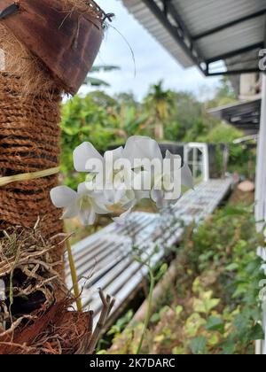 Selektiver Fokus der schönen weißen dendrobium nobile Orchideenblume im Garten auf verschwommenem Hintergrund. Stockfoto