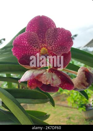 Selektiver Fokus der schönen roten Vanda Orchideenblumen im Garten auf unscharfem Hintergrund. Stockfoto